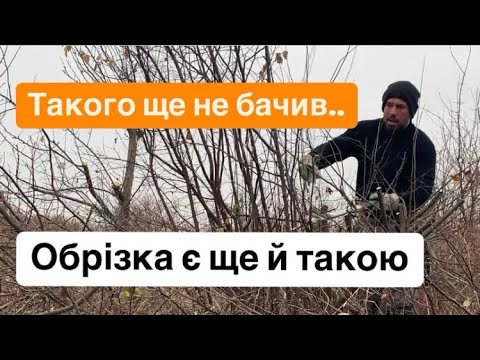 Видео: Обрізка є ще й такою