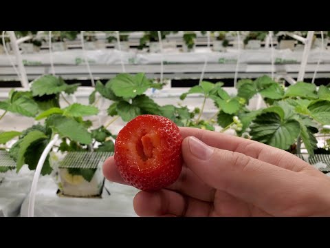 Видео: КЛУБНИКА GRODAN 6 НЕДЕЛЬ // ПЕРВАЯ ЯГОДА