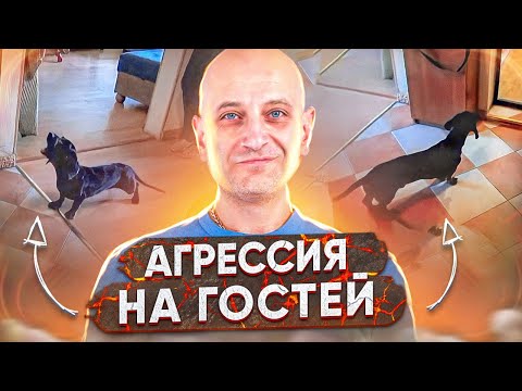 Видео: Агрессия на гостей(Такса)