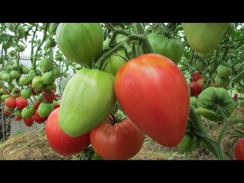 Видео: Проверенные сорта томатов: обзор самых лучших