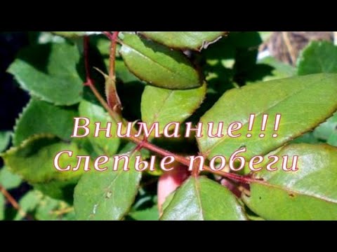 Видео: Внимание!!! Слепые побеги. Питомник 🌹 и 🌲 Е. Иващенко