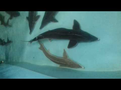 Видео: Рыбный цех осетровых - от малька до маточного стада