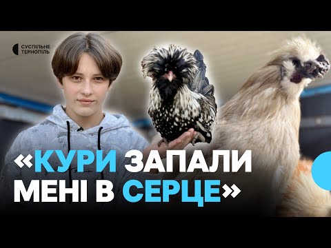 Видео: 14-річний хлопець зі Збаража вирощує декоративних курей