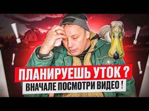 Видео: Решили развести уток? Сначала посмотрите это видео. Секреты их выгодного разведения 💰🦆 #моеподворье