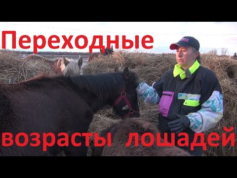 Видео: "Переходные" возрасты лошадей. Неожиданности в поведении.