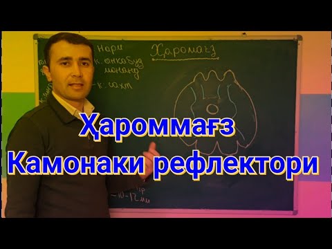 Видео: Ҳароммағз, камонаки рефлектори.(Биология 9/05.).