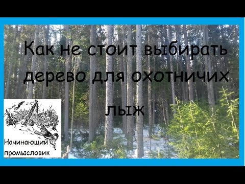 Видео: Как не стоит выбирать дерево для охотничьих лыж