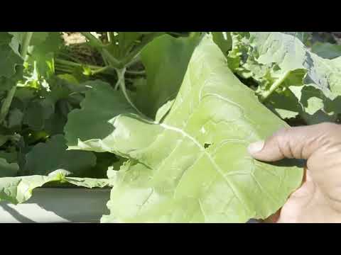 Видео: Осенний урожай: листья капусты, листовая капуста и репа
