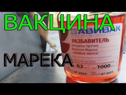 Видео: Как правильно делать прививку от Марека? Подробная инструкция.