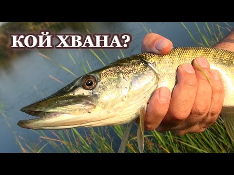 Видео: Труден Риболов на Щуки! Кой Хвана?/ Tough Fishing for Pike! Who caught?