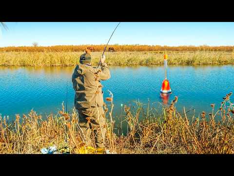 Видео: ЛОВЛЯ ОГРОМНЫХ КАРАСЕЙ НА ПОПЛАВОК! ЭТО КАКОЙ-ТО ЖОР КАРАСЯ! РЫБАЛКА НА ПОПЛАВОК 2024