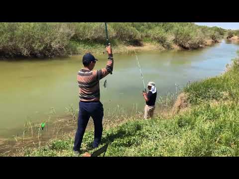 Видео: Кызыл-Орда.Рыбалка на реке Сары-су