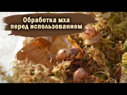 Видео: СБОР | ОБРАБОТКА МХА | ПЕРВЫЙ ПОХОД В ЛЕС