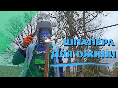 Видео: Шпалера для ожини