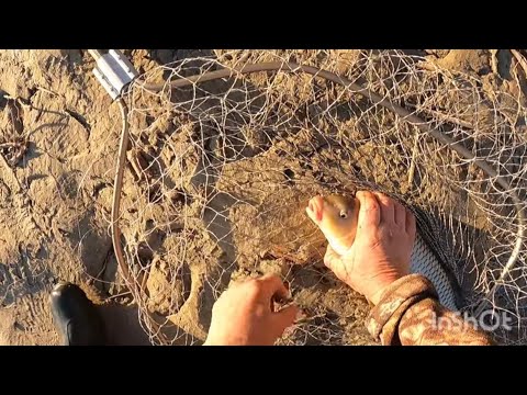 Видео: Рыбалка на реке ИЛИ, очень низкий уровень воды, хороший клев ночью на полную луну