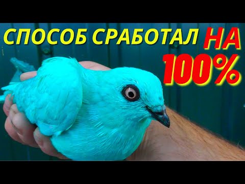 Видео: Как исправить САМОГО ХИТРОГО Голубя❗ Рабочий способ ❗