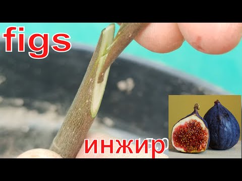 Видео: прививка инжира весной // grafting figs