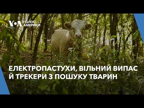 Видео: Як працює сучасна ферма на Хмельниччині