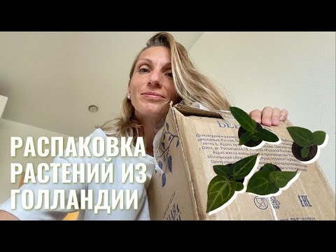 Видео: +10 НОВЫХ РАСТЕНИЙ в коллекцию | накупила растений из Голландии | ОБЗОР новинок этого лета