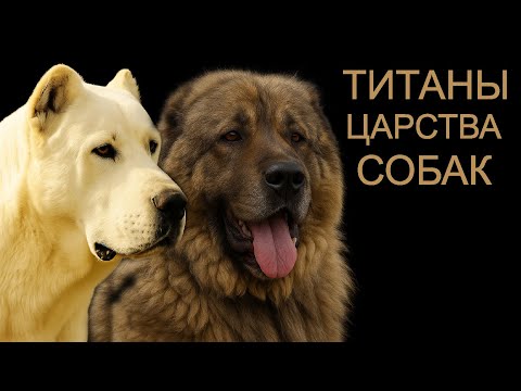 Видео: Кавказская овчарка и Среднеазиатская овчарка Алабай | История и характер волкодава