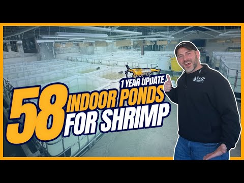 Видео: 58 крытых прудов для разведения пресноводных креветок (обновление за 1 год)