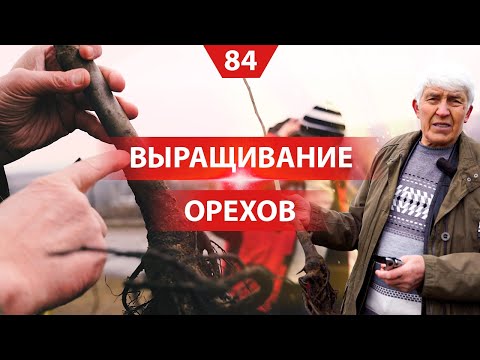 Видео: Ореховый сад. Посадка и выращивание. Ореховод Николай Киктенко в Молдове