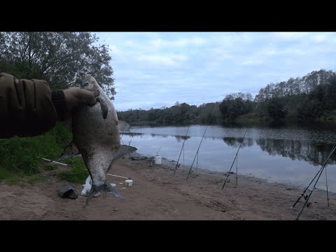 Видео: Поймал Чехонь. Подлещик. Рыбалка на реке Луга.