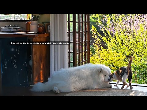 Видео: найти покой в ​​одиночестве и тихих моментах наедине с собой | плейлист для тихого дня