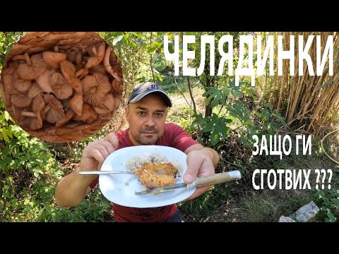 Видео: ЧЕЛЯДИНКИ - ЗАЩО ГИ СГОТВИХ? Fairy ring mushrooms: Why I coocked them? Marasimus oreades #гъби