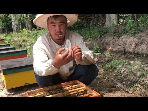 Видео: Эне аарыны канткенде 100% алат!
