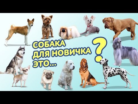 Видео: Какую собаку завести новичку|| Как выбрать собаку || Породы собак для новичков