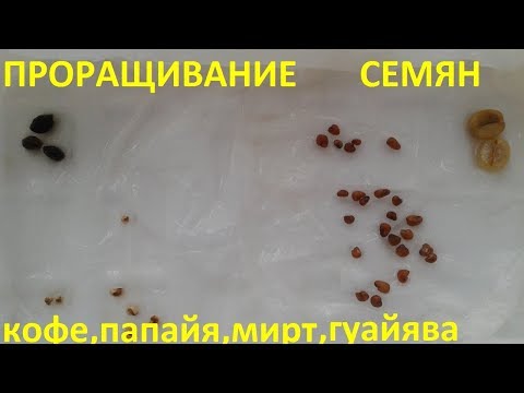 Видео: Проращивание семян новых