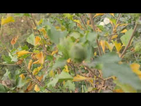 Видео: 919508740 Муҳамад. Сирен ва гулҳои фурушӣ.