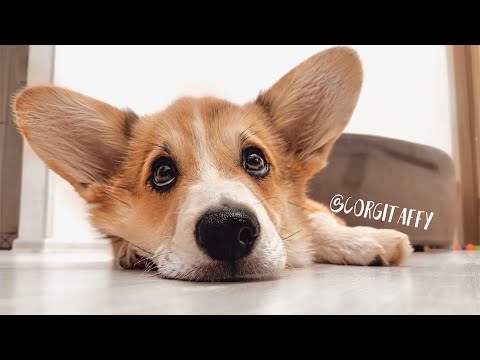 Видео: УЕХАЛИ...ЩЕНОК выгуливает другую собаку😂 купаем сразу двух корги😀