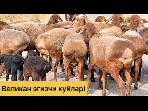 Видео: Великан эгизчи куйлар! Шошилинг!971500095☎️ 883100698☎️