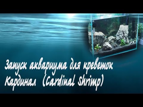 Видео: Запуск аквариума для креветок Кардинал  Shrimp Cardinal