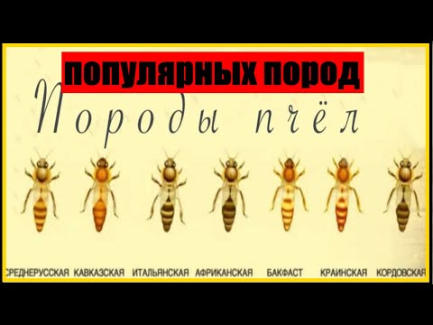 Видео: ОБЗОР ПОПУЛЯРНЫХ ПОРОД  ПЧЕЛ || ПОРОДЫ ПЧЕЛ