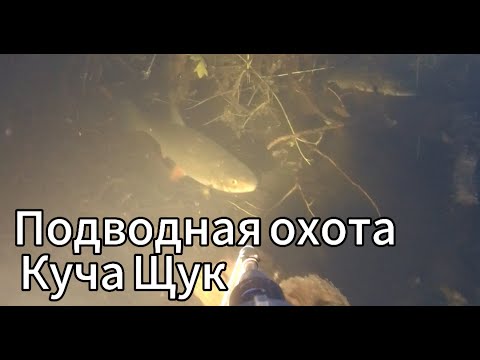 Видео: Подводная охота от лица ребёнка.Куча щук.Видеосъёмка под водой,как устооен мир снизу.