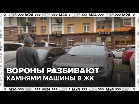 Видео: Вороны разбивают камнями машины в московском ЖК — Москва 24