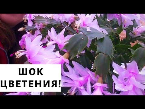 Видео: Декабрист. Секреты роскошного цветения!