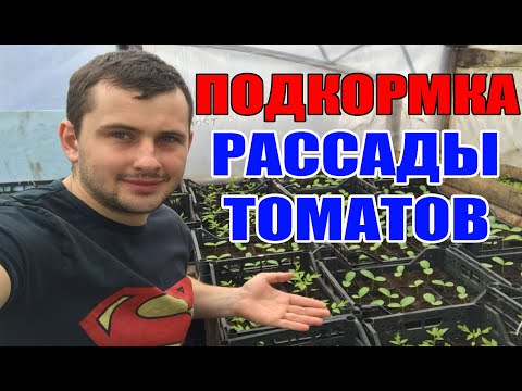 Видео: Подкормка рассады томата .Чем подкормить  рассаду ?