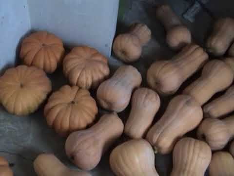Видео: Тыква Матильда и Муск де Прванс
