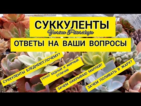 Видео: Суккуленты. Ответы на ваши вопросы. Притенка, грунт, полив в жару.