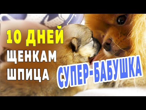 Видео: Щенкам шпица 10 дней. Шпиц Оливия – супер-бабушка! Улыбнуло. Растут померанские шпицы