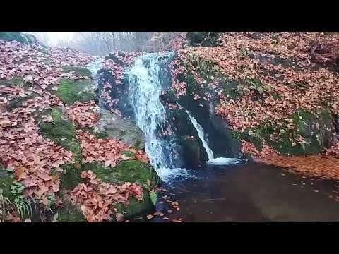 Видео: Грибочків нема але пару інтересних моментів до вашоі уваги ми засняли.