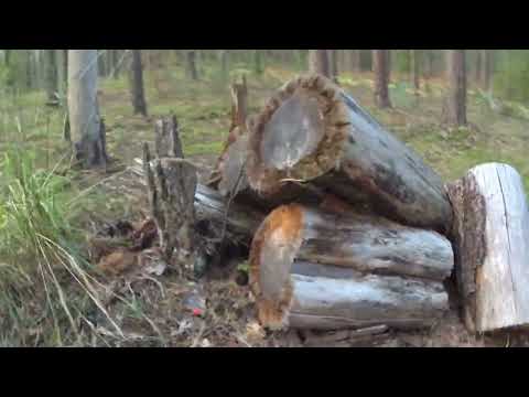 Видео: Путешествие за грибами
