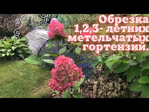 Видео: Обрезка 1,2,3-х летних метельчатых гортензий.