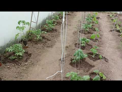 Видео: Засаждане на домати "Дара и Меделина"и краставици"Сандра ф1" в моята оранжерия / подробни пояснения.