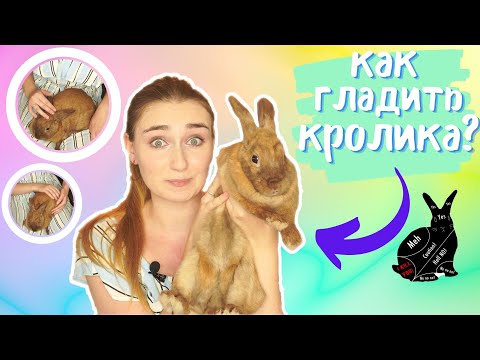 Видео: КАК НУЖНО ГЛАДИТЬ КРОЛИКА, ЧТОБЫ ЕМУ НРАВИЛОСЬ? / КАК ГЛАДИТЬ КРОЛИКА? / ДЕКОРАТИВНЫЙ КРОЛИК!