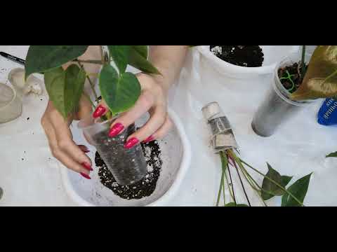 Видео: Антуриум. Говорю обо всем 🍀🌺